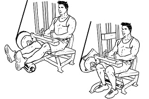 Seated Leg Curl