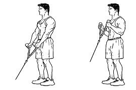 Cable Hammer Biceps Curl